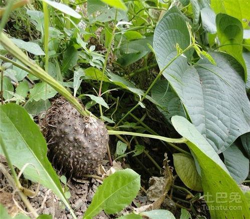 地笋图片,大自然的地下宝藏，探寻其神秘与价值