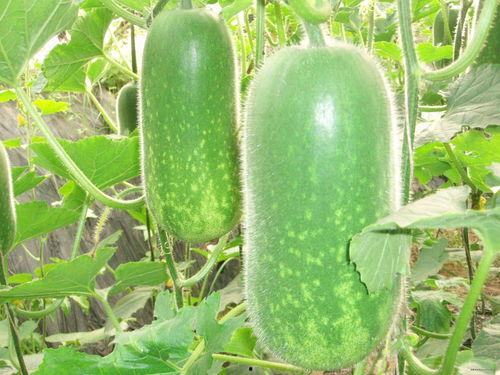 吃瓜大全免费观看